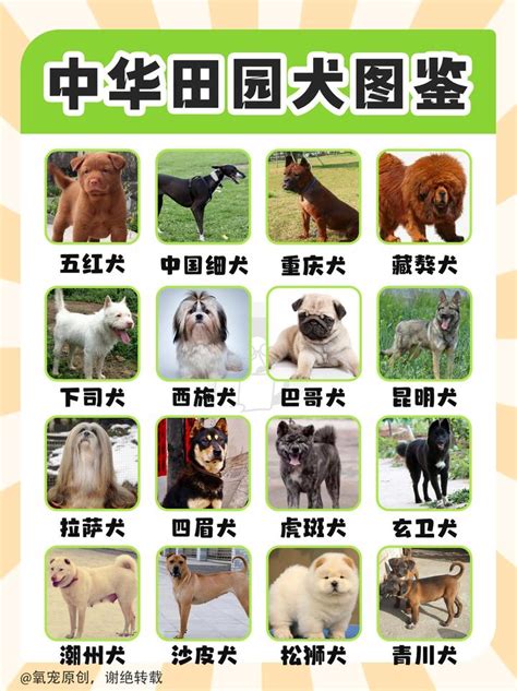 小黑土狗|中华田园犬图鉴